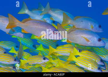 Uno spot snapper (Lutjanus monostigma) Foto Stock