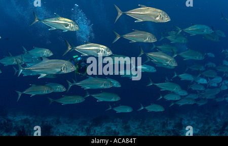 Jack obeso Caranx sexfasciatus Foto Stock