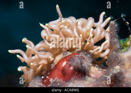 Nudibranch o mare slug (Phyllodesmium briareum) Foto Stock