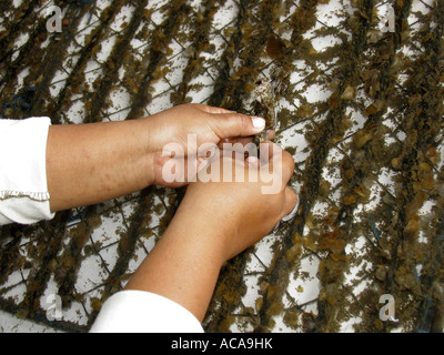 Pulizia Balinese giovani ostriche su un galleggiante oyster farm, Indonesia Foto Stock