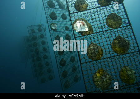 Ostriche sott'acqua in ceste, Indonesia Foto Stock