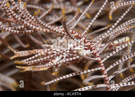 Crinoide commensali di gamberi (Periclimenes cornutus), Filippine Foto Stock