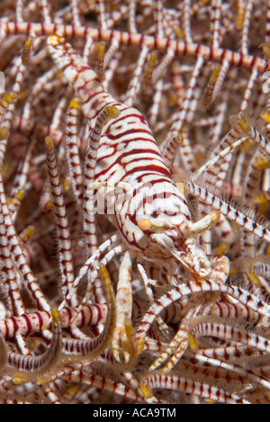 Crinoide commensali di gamberi (Periclimenes cornutus), Filippine Foto Stock
