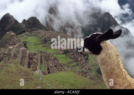 Llama - Machu Picchu, Urubamba PERÙ Foto Stock