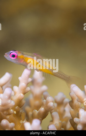 Occhi rossi ghiozzo Bryaninops natans Yap Micronesia Oceano Pacifico Foto Stock