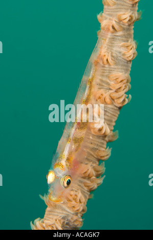 Filo Coral Ghiozzo Bryaninops yongei sul filo Coral Cirripathes anguina Yap Micronesia Oceano Pacifico Foto Stock