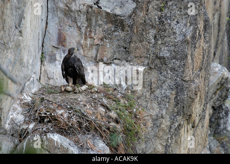 Aquila reale (Aquila chrysaetos), dieci settimane eagle sul sito di nido con la carcassa, Tirolo, Austria Foto Stock