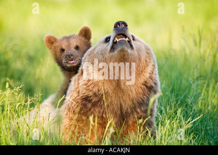 Unione Orso Bruno madre con cub (Ursus arctos) Foto Stock