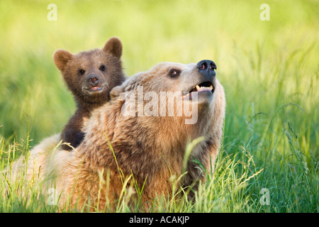 Unione Orso Bruno madre con cub (Ursus arctos) Foto Stock