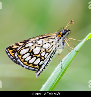 Grande Skipper a scacchi (Heteropterus morpheus) Foto Stock