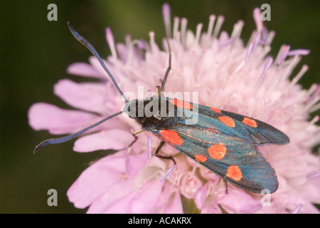 Cinque Spot Burnett (Zygaena trifolii) Foto Stock