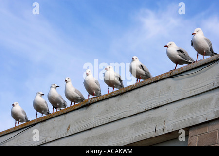 A testa nera gabbiani (Larus ridibundus) Gabbiani seduto in una fila su un tetto Foto Stock