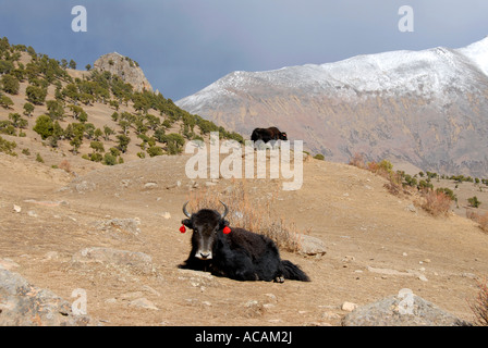 Yak nella parte anteriore della foresta del vecchio ginepro Juniperus alberi e montagne coperte di neve a Reting monastero del Tibet la Cina Foto Stock