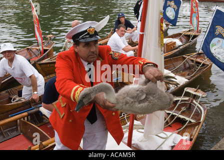 Swan che salta su una cygnet, il Queens Swan Marker David Barber che passa ad un collega sulla riva del Tamigi per essere esaminato inanellato Windsor Berkshire luglio Foto Stock