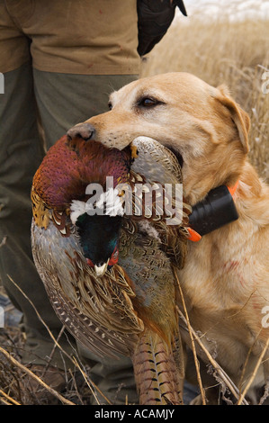 I giovani giallo Labrador Retriever seduto e azienda Ringneck Pheasant in Sud Dakota Foto Stock
