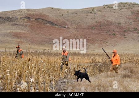 Linea di fagiano cacciatori su unità con Black Labrador Retriever caccia per la parte anteriore della linea Scattergun Lodge Dakota del Sud Foto Stock