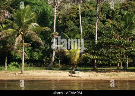 Tropical beach with palm trees, Paraty, Brazil Foto Stock