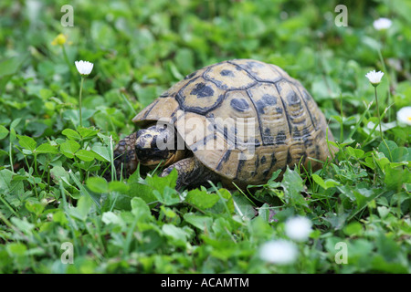 Russo (tartaruga Testudo horsfieldii) Foto Stock