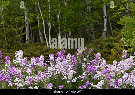 Dame's Rocket fiori selvatici che crescono in prato boschivo Door County Wisconsin Foto Stock