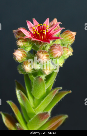 Blooming semprevivo, Sempervivum Foto Stock