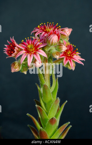 Blooming semprevivo, Sempervivum Foto Stock