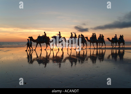 Camel caravan, Cable Beach, Broome, West Kimberlys, Australia Foto Stock