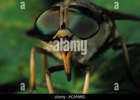 Il gigante scuro horsefly (Tabanus sudeticus) Foto Stock