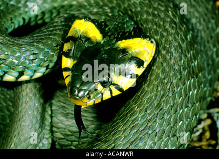 Biscia dal collare (Natrix natrix), nordic specie con testa appiattita, Svezia Foto Stock