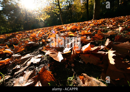 Foglie di autunno Berlino, Germania Foto Stock