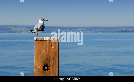 A testa nera (gabbiano Larus ridibundus) siede su un bar - Meersburg, Baden-Wuerttemberg, Germania, Europa. Foto Stock