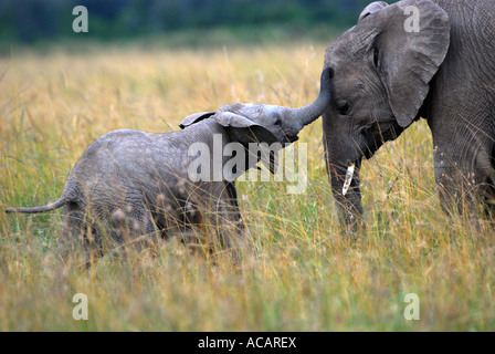 Elephant, madre con bambino (Loxodonta africana ) Masai Mara National Park, Kenya, Africa Foto Stock