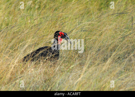 Massa meridionale Hornbill (Bucorvus leadbeateri) Masai Mara, Kenya, Africa Foto Stock
