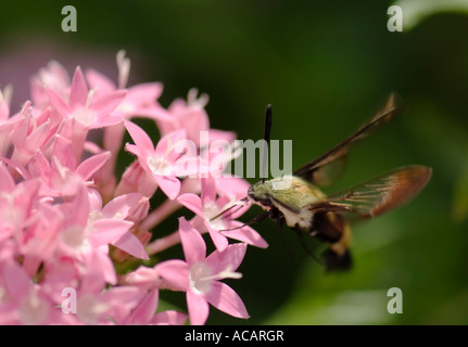 Snowberry Clearwing Hummingbird Moth, Hemaris Thybe, su Pentas lanceolata a Oklahoma City, Oklahoma, Stati Uniti. Foto Stock