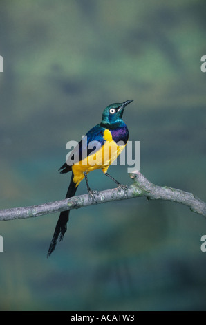 Royal Starling Cosmopsarus regius Golden petto o Regal appollaiato sul ramo Foto Stock