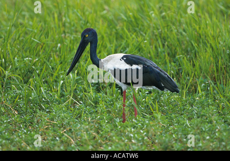 Collo Nero Stork Ephippiorhynchus asiaticus femmina Kakadu Australia Foto Stock