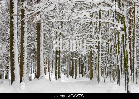 Profondamente innevati e fir del bosco di faggio Foto Stock