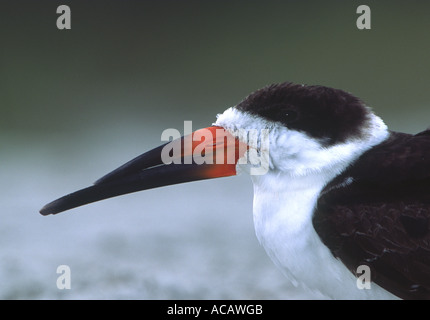 Nero, Skimmer Rynchops niger, sono ' appollaiati sulla spiaggia a Blind Pass, Sanibel Island, Florida Foto Stock