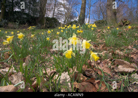 I narcisi selvatici Narcissus pseudonarcissus nel Lake District Cumbria Regno Unito Foto Stock