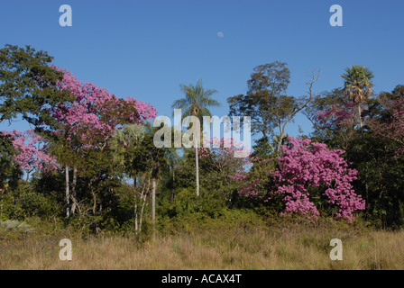 Lussureggiante flowerage della tromba rosa tree (Tabebuia heptaphylla), Paraguay Foto Stock