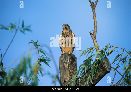 Comune di gheppio (Falco tinnunculus), Giovane gheppio appollaiato sul tronco di albero Foto Stock