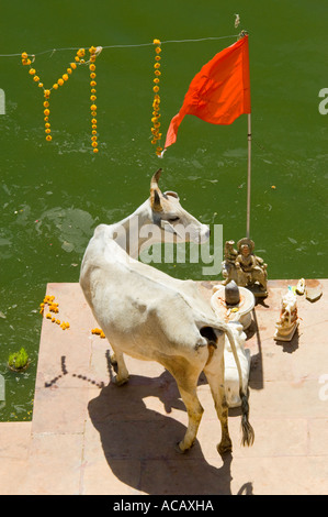 Vista aerea di un bianco Sahiwal bull (bos indicus) sul ghats intorno al Lago di Pushkar. Foto Stock