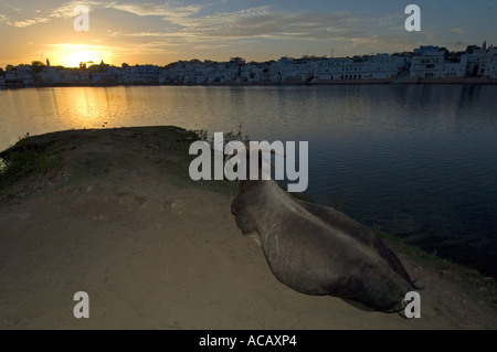 Ampio angolo di visione e il flash fill di un sacro Sahiwal bull (bos indicus) giacenti dal lato del lago Pushkar "guardare" il tramonto. Foto Stock