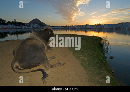 Ampio angolo di visione e il flash fill di un sacro Sahiwal bull (bos indicus) giacenti dal lato del lago Pushkar "guardare" il tramonto. Foto Stock