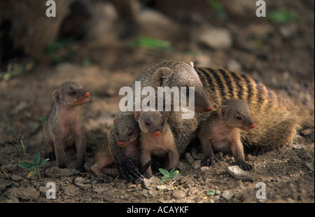 La mangusta nastrati Mungos mungo in montagna con giovani Etosha National Park Namibia Foto Stock