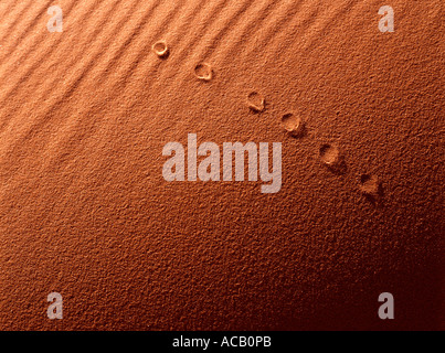 Animale via nel deserto di Merzouga Marocco Foto Stock