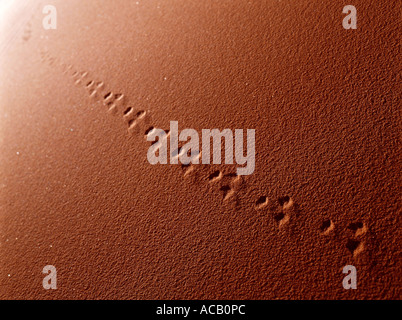 Animale via nel deserto di Merzouga Marocco Foto Stock