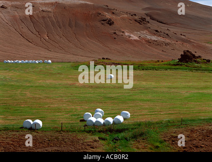 I rotoli di fieno in un campo nella zona di Myvatn Islanda Foto Stock