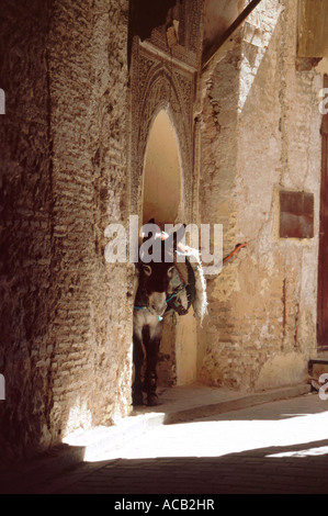 Donkey laden con coperte tethered nell arco di pietra, Fes el Bali (medina), Fes, Marocco, Africa del Nord Foto Stock