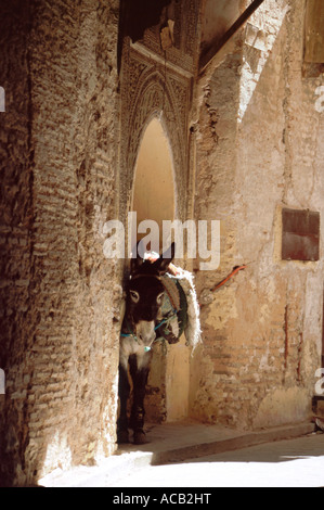 Caricato asino tetchered sotto antiche arcata in pietra nella medina di Fes el Bali Fes, Marocco, Africa del nord Foto Stock