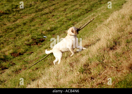 Il Labrador cane cercando di recuperare una filiale di grandi dimensioni Foto Stock